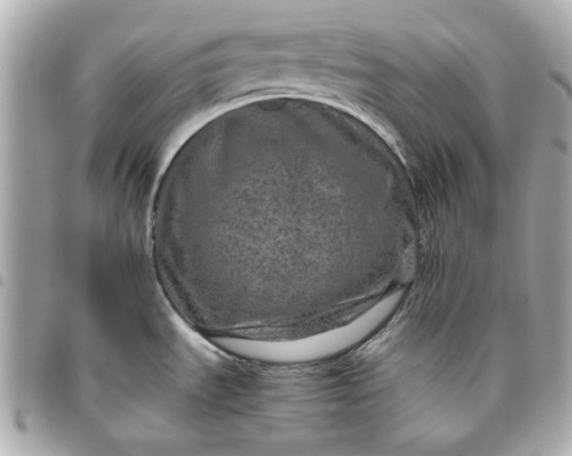 X0000096481535200802071908