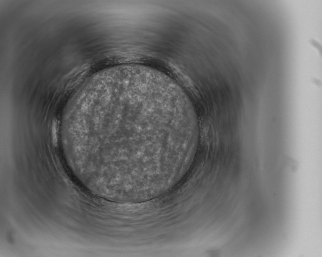 X0000096480026200802141732