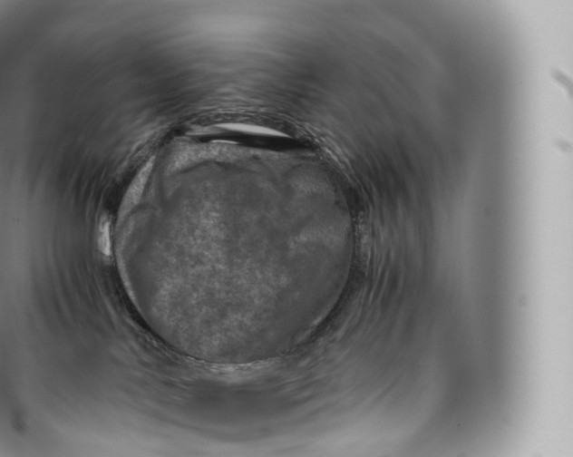 X0000096480042200802141732