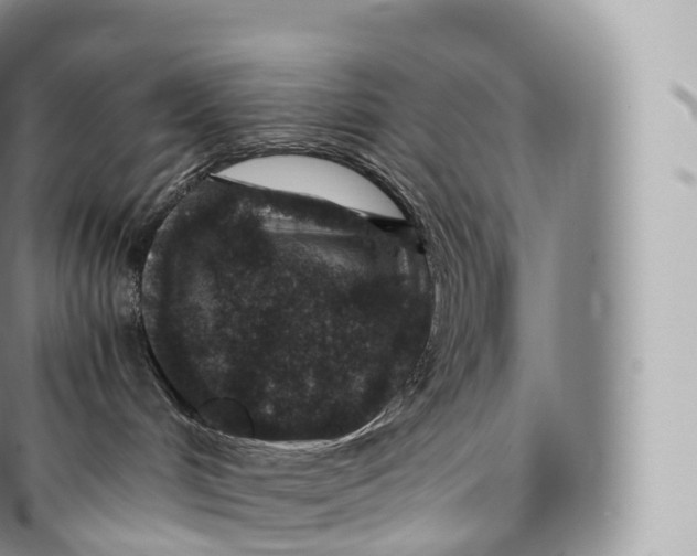 X0000096480048200802141732