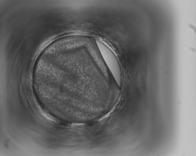 X0000096480055200802141731