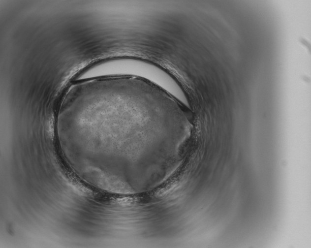 X0000096480064200802141731