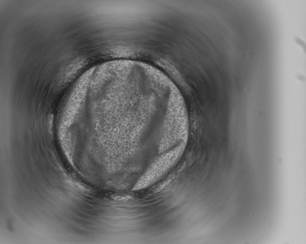 X0000096480066200802141731