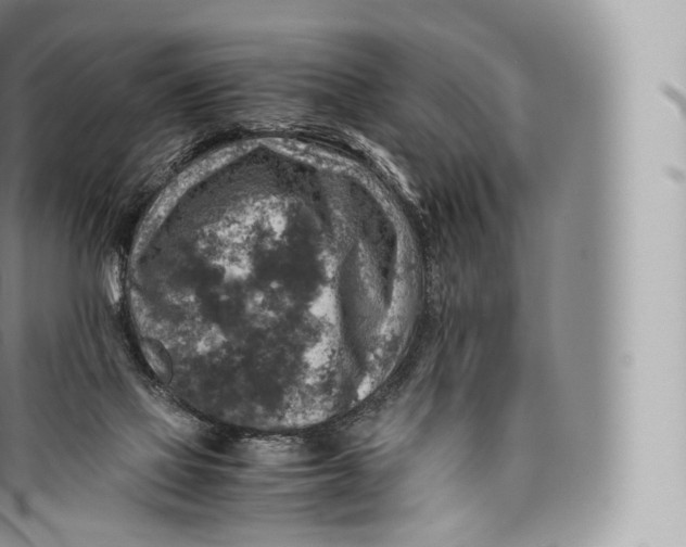 X0000096480069200802141732