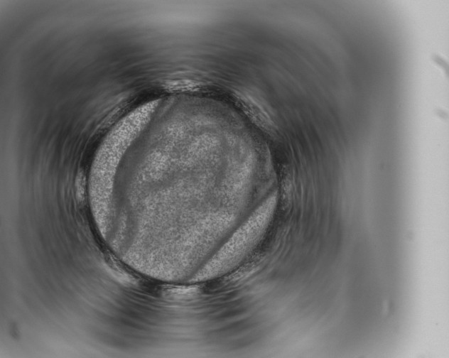 X0000096480081200802141732