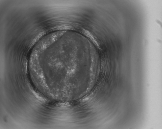 X0000096480110200802141731