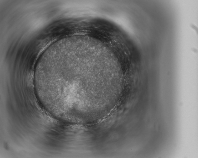 X0000096480146200802141730