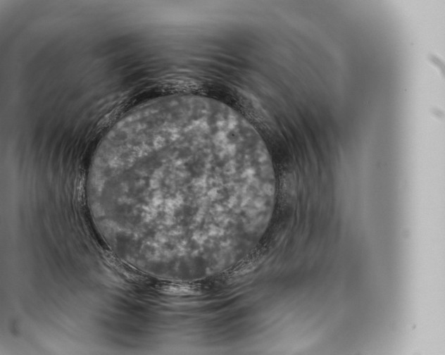 X0000096480177200802141730