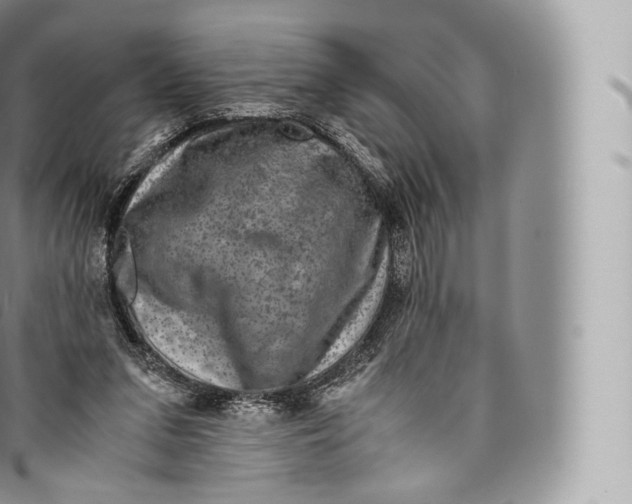 X0000096480207200802141730