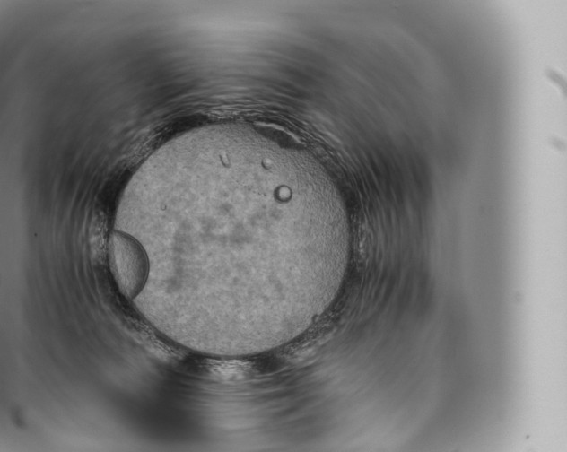 X0000096480226200802141729