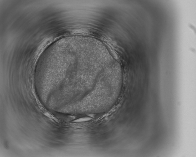 X0000096480241200802141728