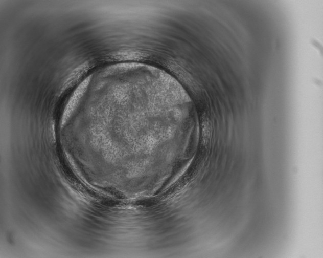 X0000096480254200802141728