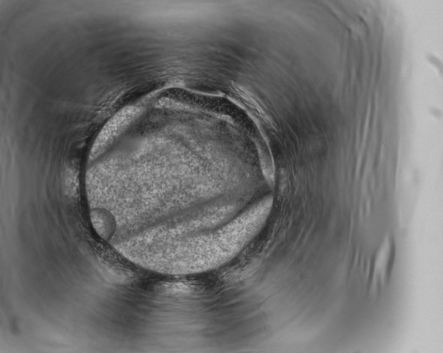 X0000096480259200802141729