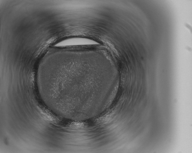 X0000096480260200802141729