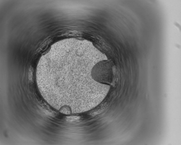 X0000096480266200802141729