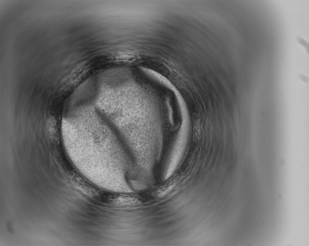 X0000096480270200802141729