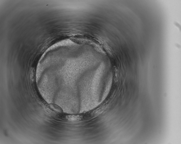 X0000096480273200802141729