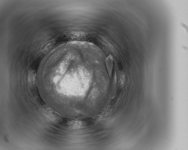 X0000096480276200802141729