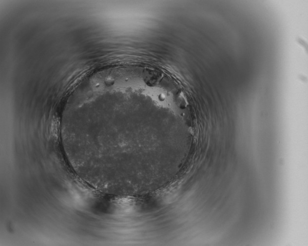 X0000096480325200802141728