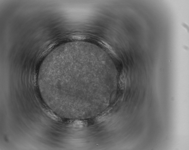 X0000096480330200802141728