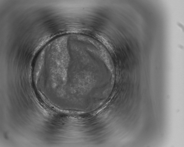 X0000096480346200802141727