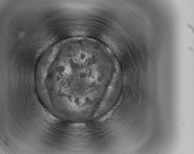 X0000096480353200802141727