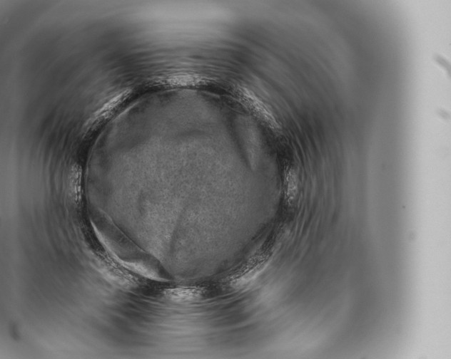 X0000096480356200802141727