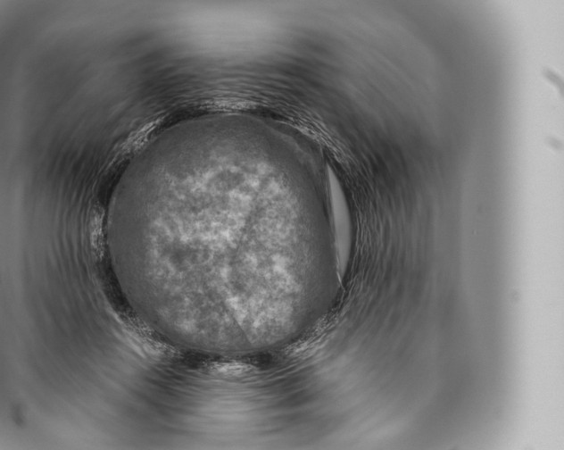 X0000096480360200802141727