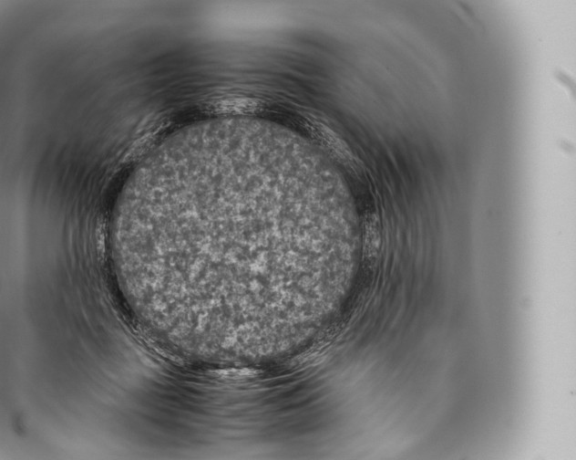 X0000096480363200802141727