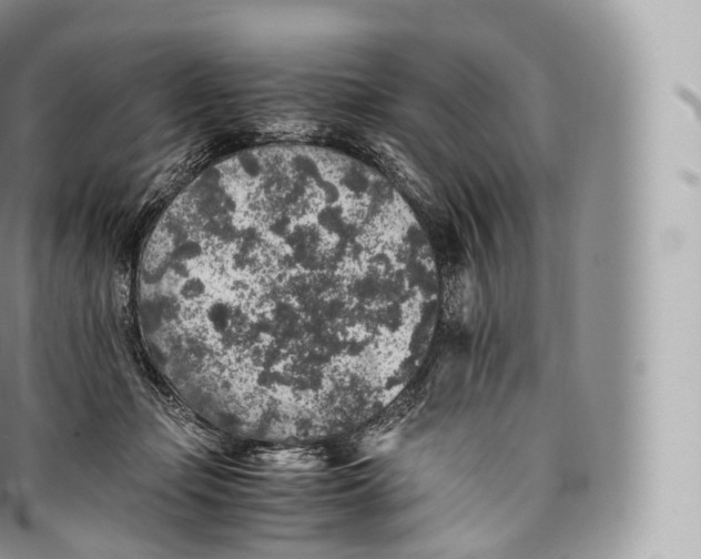 X0000096480365200802141727