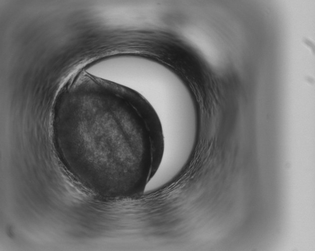 X0000096480387200802141727