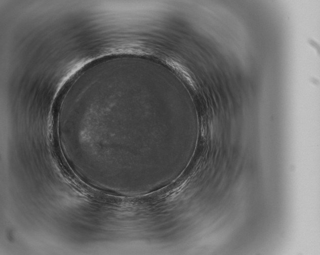 X0000096480388200802141727