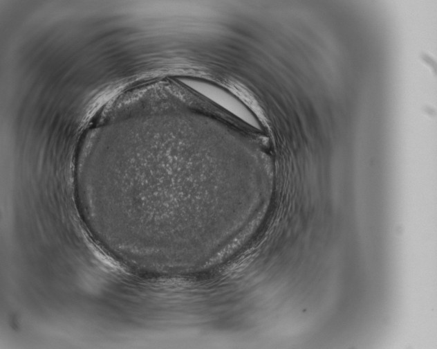 X0000096480389200802141727