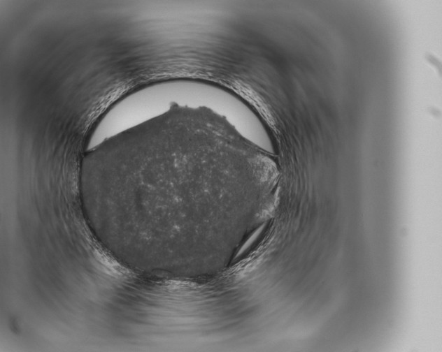 X0000096480393200802141727