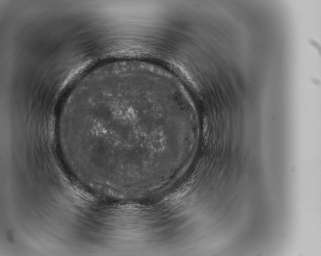 X0000096480396200802141726