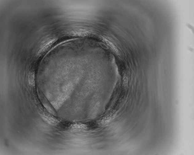 X0000096480403200802141726