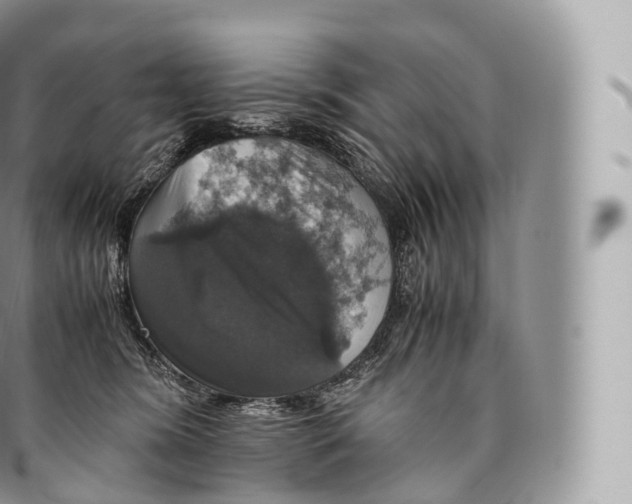 X0000096480420200802141726