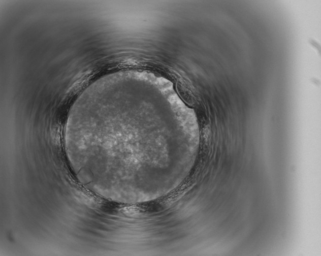 X0000096480423200802141726