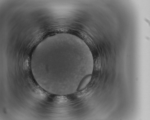 X0000096480424200802141726