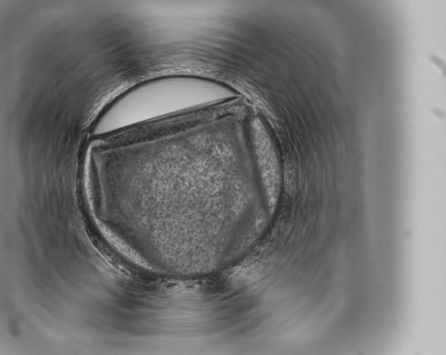 X0000096480434200802141725