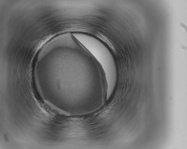 X0000096480436200802141725