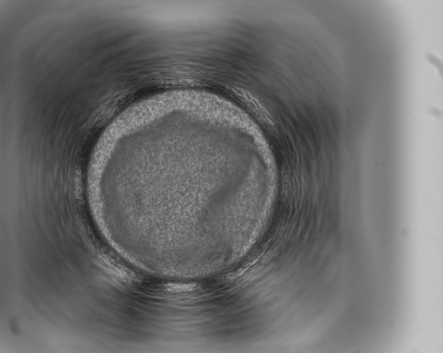 X0000096480457200802141726