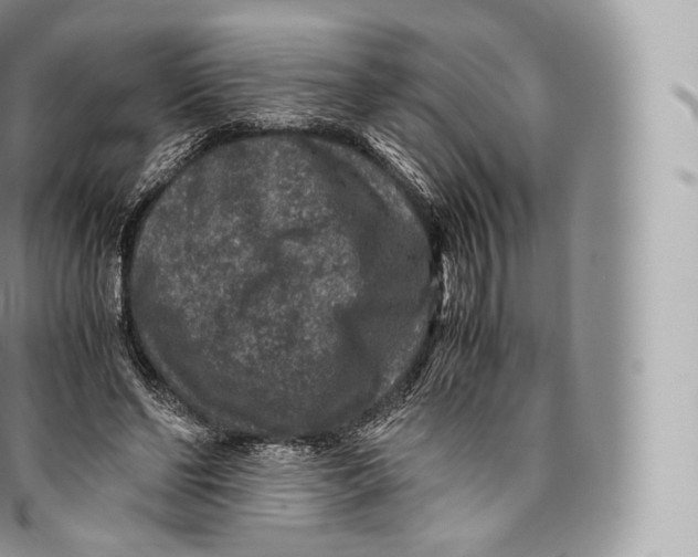 X0000096480494200802141725