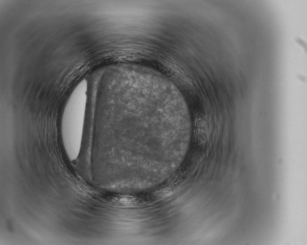 X0000096480506200802141725