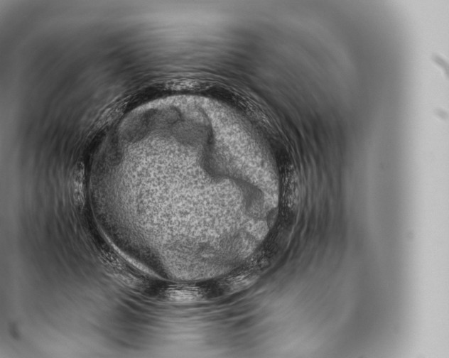 X0000096480510200802141725