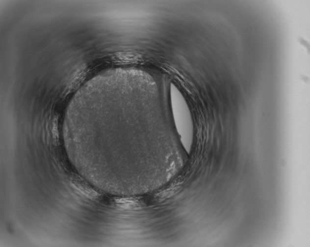 X0000096480516200802141725