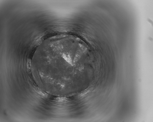 X0000096480528200802141725