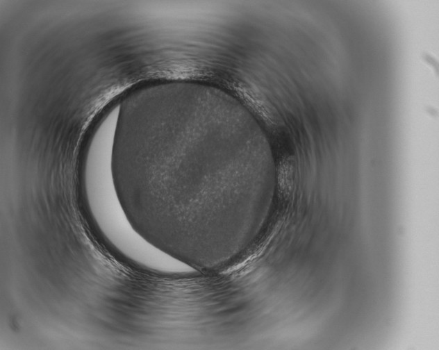 X0000096480540200802141724