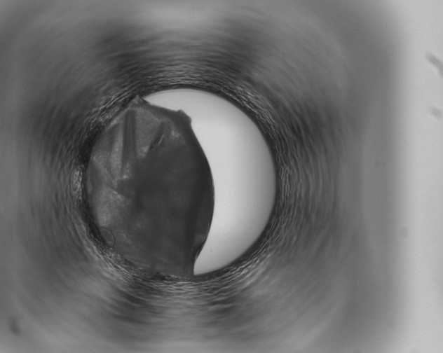 X0000096480551200802141724