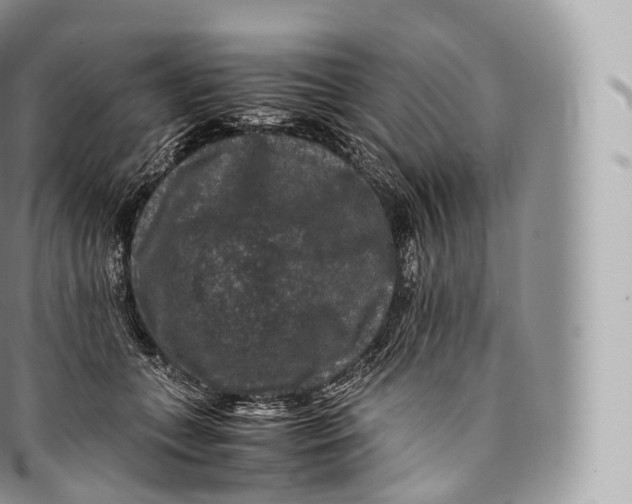 X0000096480559200802141724